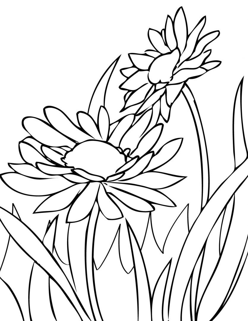 daisy flower coloring pages printable - photo #34